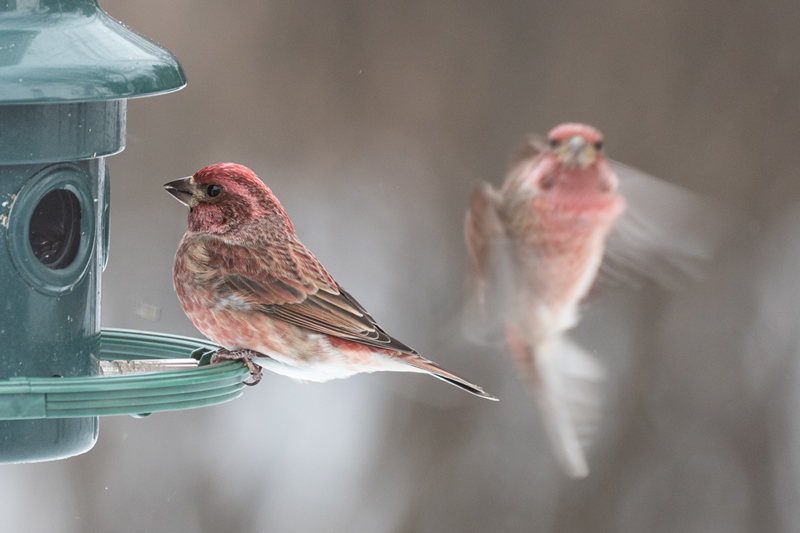 Carbing Up Before Long Flight by Doug Derkson